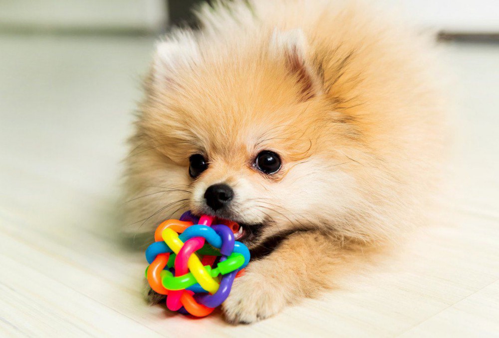 犬の脳腫瘍の治療方！〇〇〇〇から〇〇〇〇〇〇まで（0316動画ディレクトリテスト）