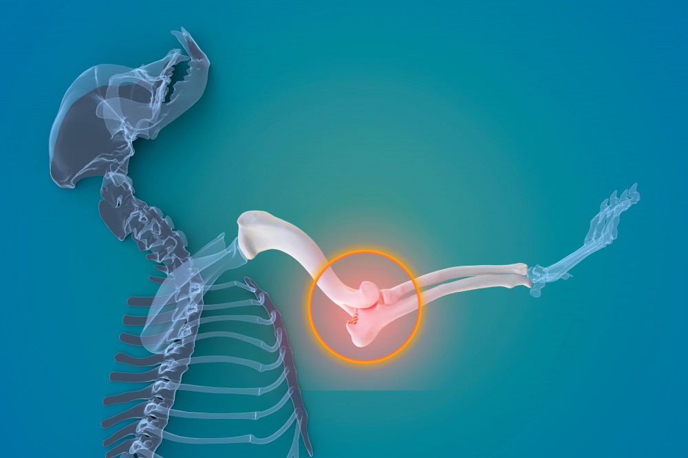 チャイニーズ・クレステッド・ドッグの性格や特徴/価格/寿命/飼い方について