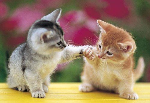 新スタイルテスト犬がチョコを食べると起こる『超危険な症状』ではみなさんはそういうふうに川だと云われたり、乳の流れたあとだと云われたりしていた