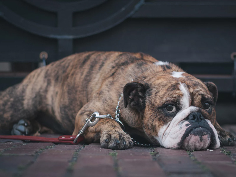 写真はイメージです。 – ポチタマライターWP