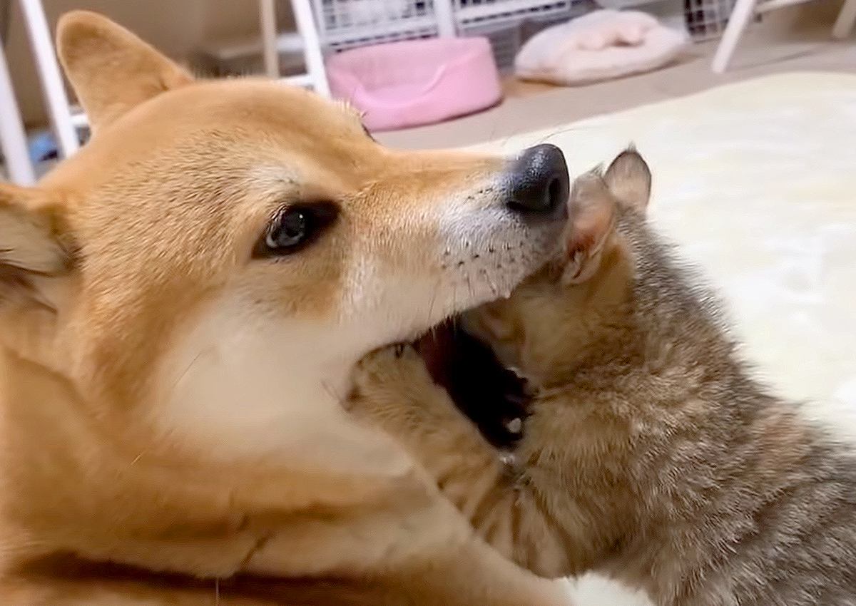 ロングバズ　スマニュー　LINE　yahoo　TikTok　RSS　TEST 浮気現場を目撃！？漫画のような反応を見せるわんこに爆笑「言い訳するの可愛い」