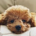 【獣医師監修】トイ…