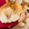 犬が飼い主に『おし…