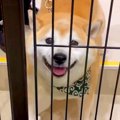 2時間、犬をシャンプ…
