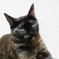リラックスしすぎ猫