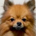 『2歳まで繁殖犬とし…