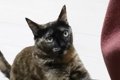 リラックスしすぎ猫の画像
