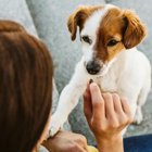 犬のトイレのしつけ