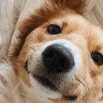 平松育子プロフィール画像