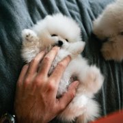 かわいいわん画像