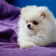 かわいいわん画像