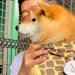 動物園で初めて『トラ』を見た犬→お父さんに抱っこしてもらっているのに…まるで人間の子供のような反応が42万再生「怖いねｗ」「微笑ましい」