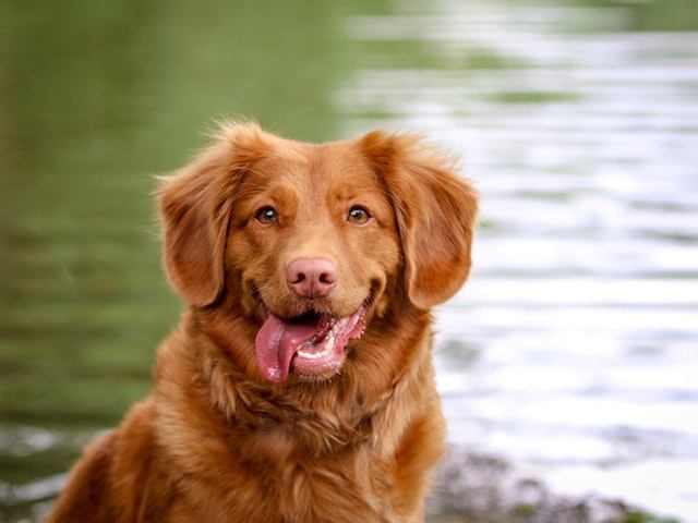 ワンコちゃん画像