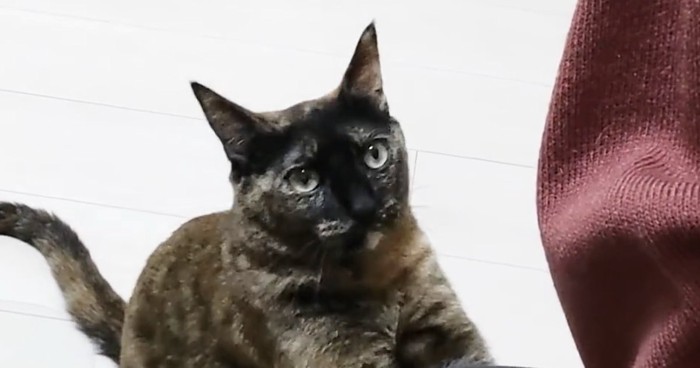 くつろいでいる三毛猫の下半身