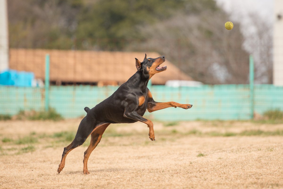 犬がやりがちな『ドジな行動』6選！　クスッと笑えるあるあるに「見てて飽きない」「そんなところも愛おしい」