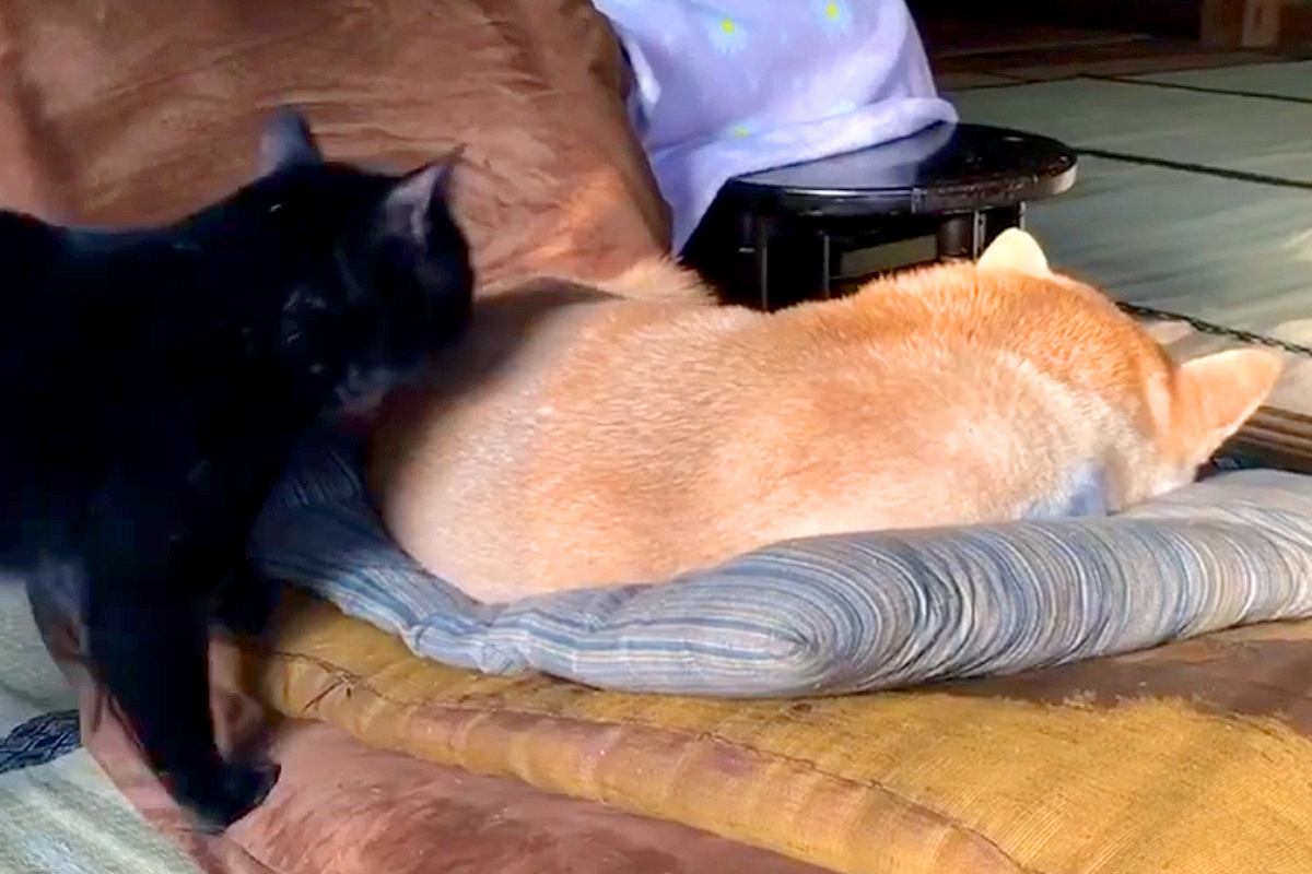 座椅子でお昼寝している犬→猫が『ちょっと通るにゃ』とやってきて、背中を…まさかの行動が104万再生「結構ガッツリで草」「慣れてて笑うｗ」