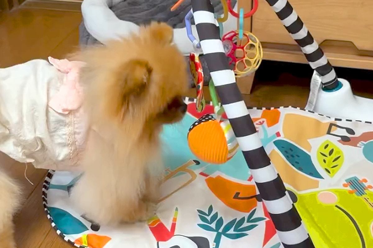 鈴の音が聞こえてきたので、ふと犬を見てみた結果→『人間の赤ちゃん用おもちゃ』で…可愛すぎる光景に反響「楽しそうｗ」「ボクサーみたい」