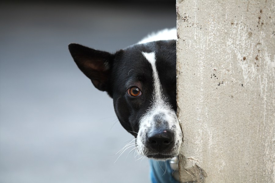 犬がなかなか近づいてこない時の心理７つ