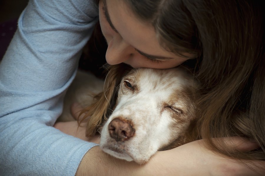 犬の元気がないのは病気？注意したい症状や原因について