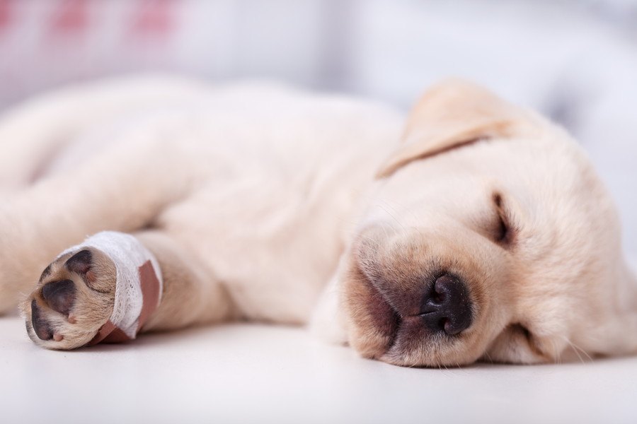  犬の水虫とは？原因や症状、治療法、人にうつる可能性について