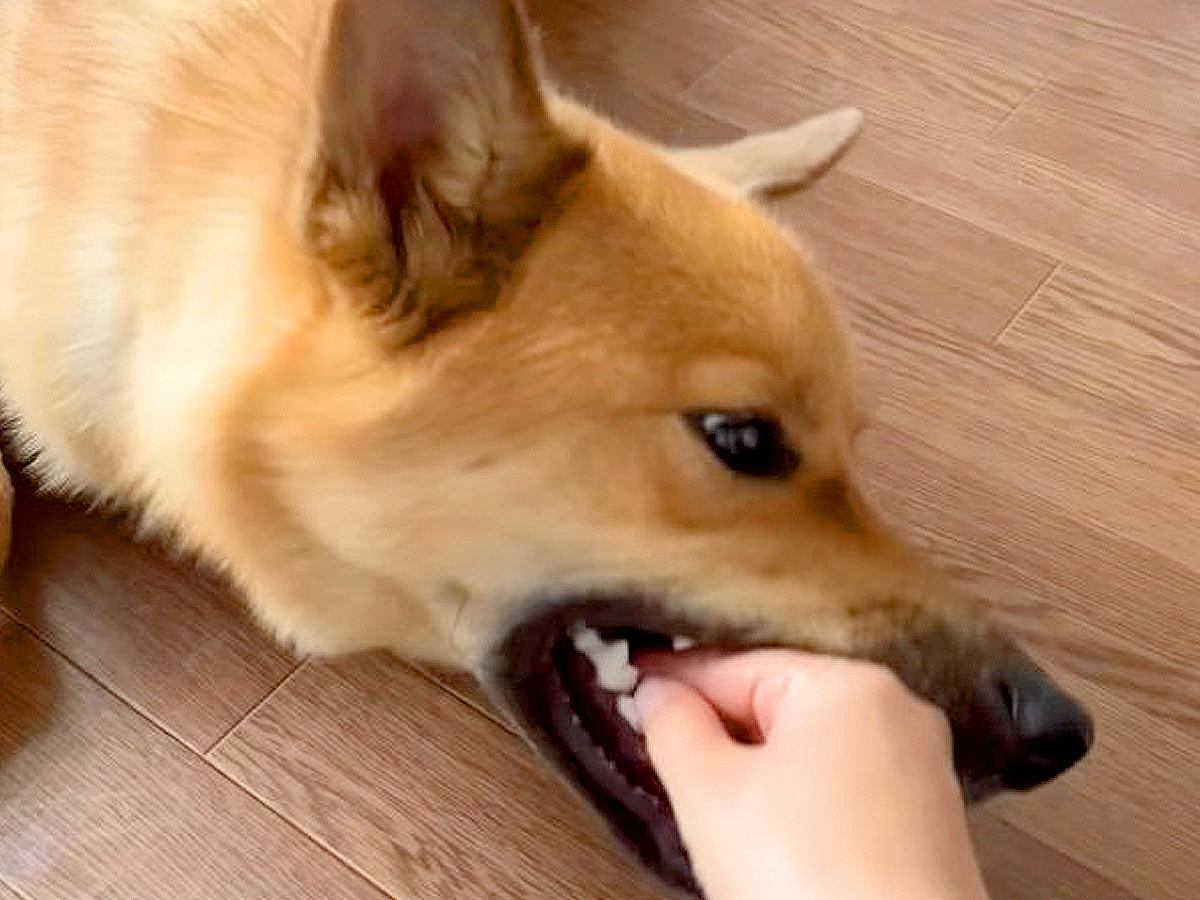 犬が噛んできたので『キャン！』と言ってみた結果…まさかの『大反省する姿』が284万再生「想像以上に鳴き声うまいｗ」「憎めない」と絶賛