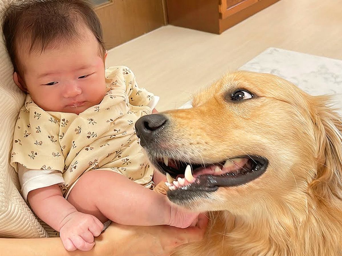 赤ちゃんが起きただけなのに、大型犬が…まさかの『溢れでる母性愛』が素晴らしすぎると39万再生「育てる気満々」「可愛くてたまらん…」