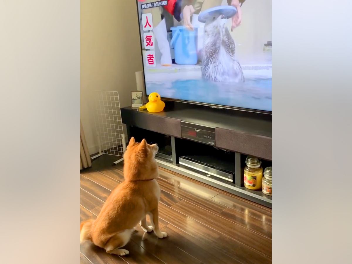 朝、テレビに映った『ラッコ』に釘付けの犬→急に立ち上がり…衝撃的な『まさかの行動』が79万再生「マネっ子かな？」「可愛すぎる」と絶賛
