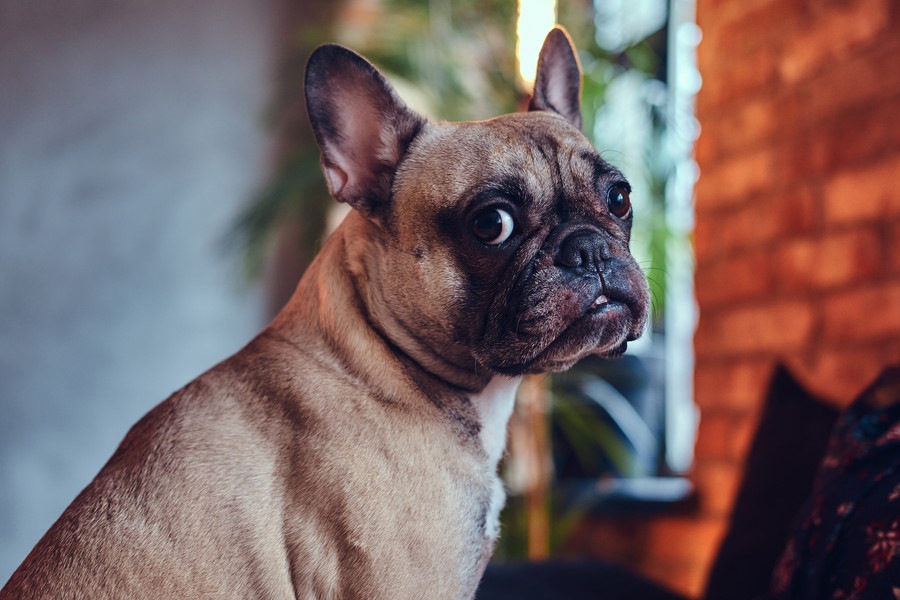 飼い主を信頼してない犬がする３つの仕草