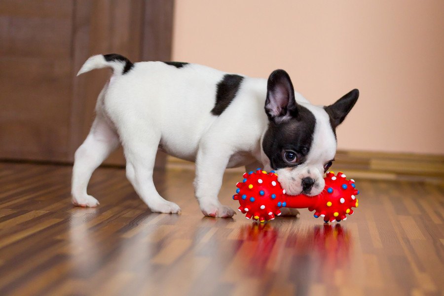 犬が『飼い主に来てほしい時』にする仕草や行動４選