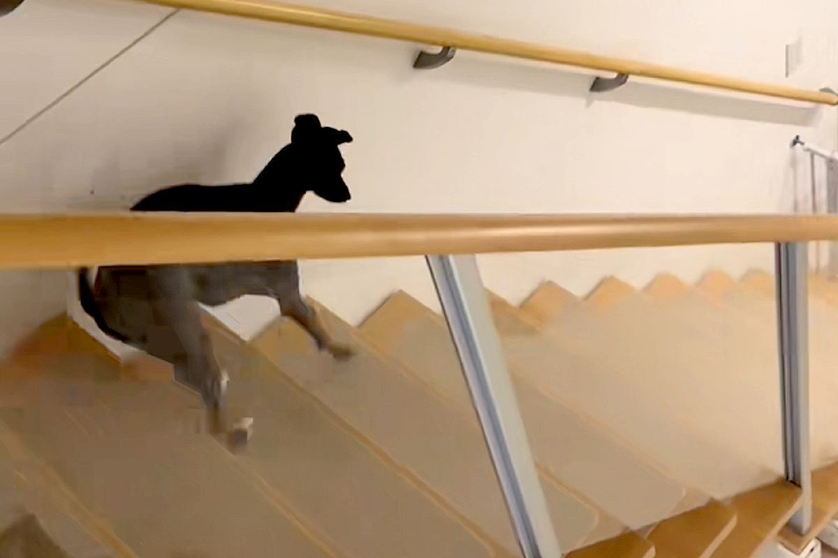 階段を下りる犬を撮影→『普通に下りるかな』と思ったら…陽気すぎる『まさかの光景』が63万再生「ディズニー映画の犬みたい」「可愛すぎるｗ」
