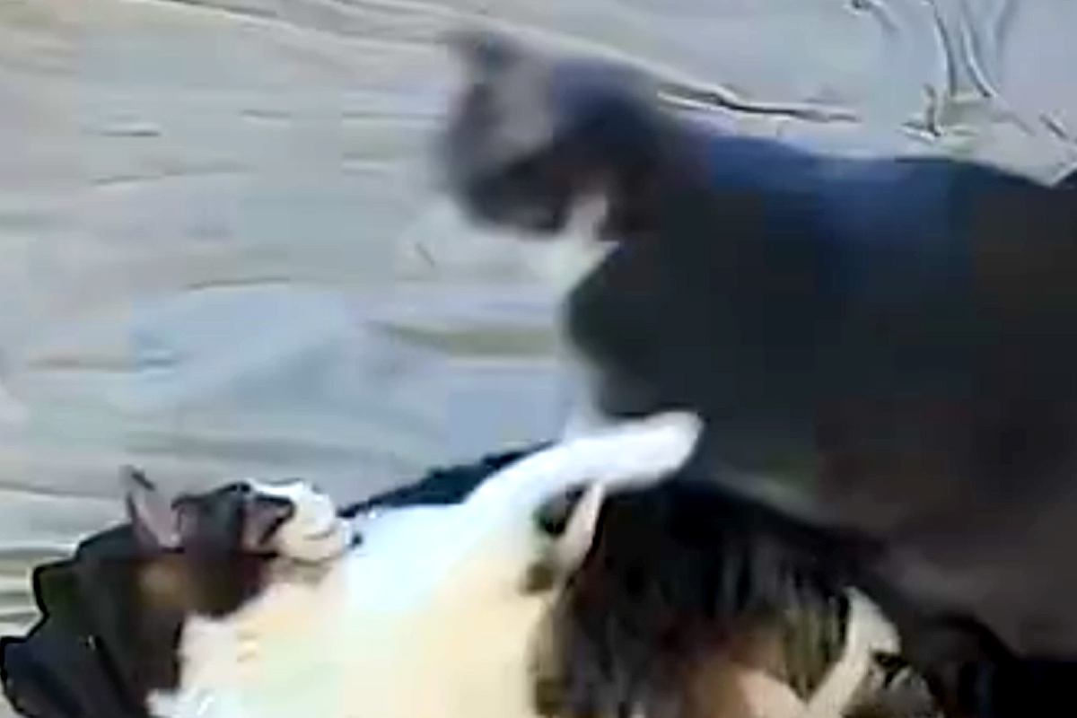 2匹の猫が喧嘩を始めた結果→気付いた大型犬がすぐに駆け付けて…まさかの『神対応』が64万表示「優しく論してて感動」「本当に優しい」と称賛