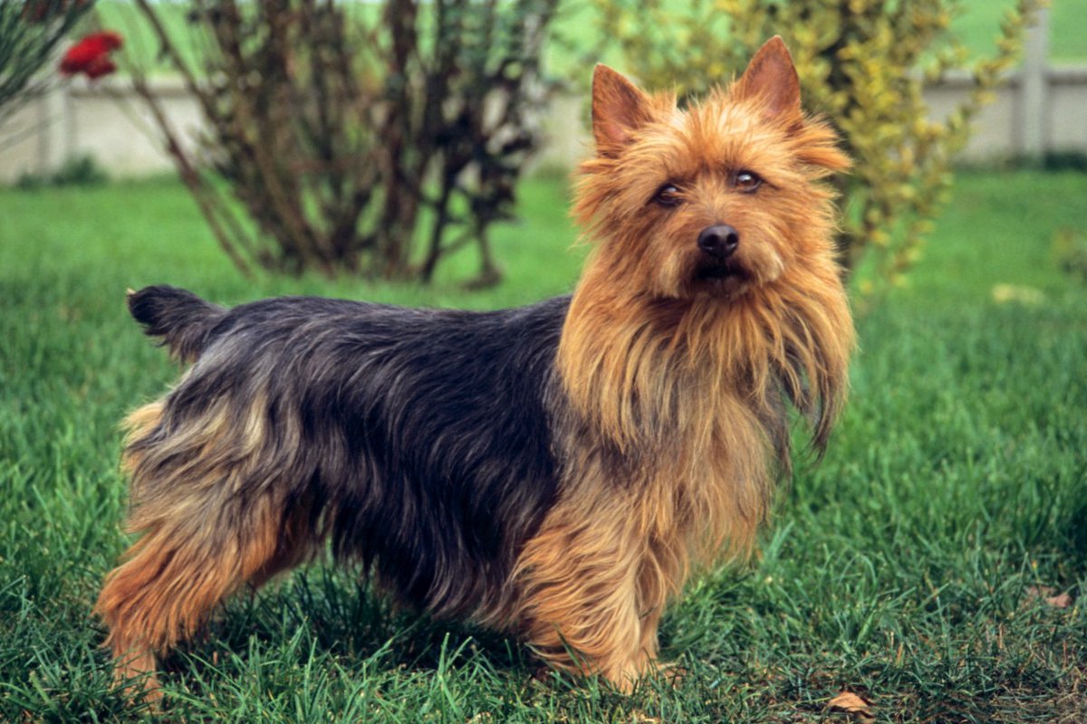 【獣医師監修】オーストラリアン・テリアってどんな犬種？特徴と性格や飼い方・価格相場まで解説