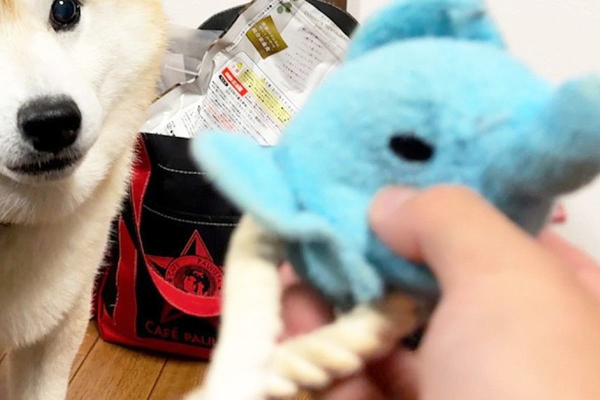 ボロボロになった『犬のおもちゃ』を修理→直した後、見せに行った結果…あまりにも尊い『表情』が12万再生「えぐいくらい可愛い」「たまらん」