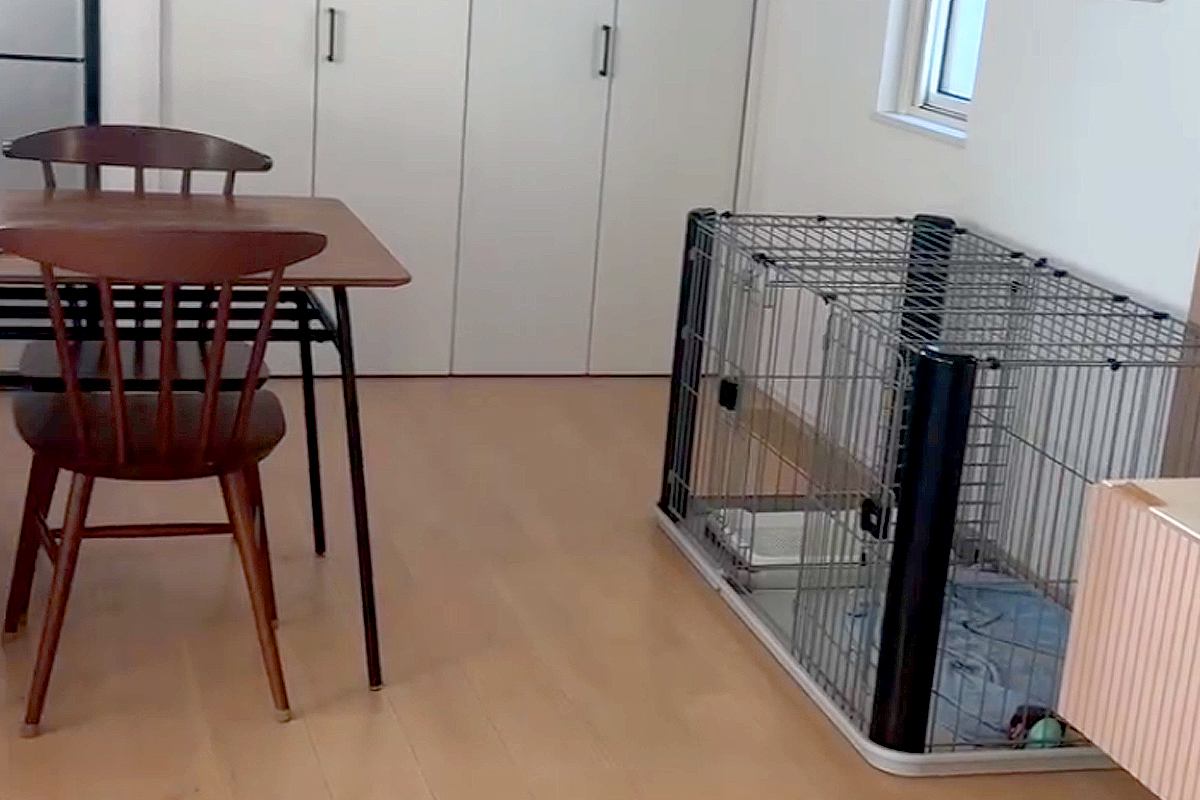 妻が犬を連れて動物病院へ→ふと家の中を確認してみた結果…衝撃的な『わすれもの』が15万再生「笑ったｗｗ」「キョトンとしてて草」と爆笑の声