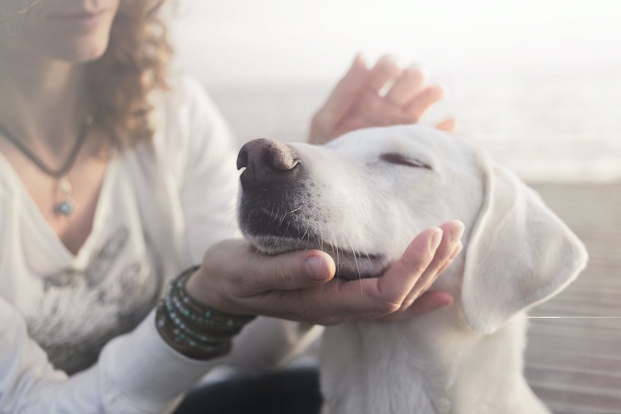 犬を飼ったらやめなければいけない『3つのこと』