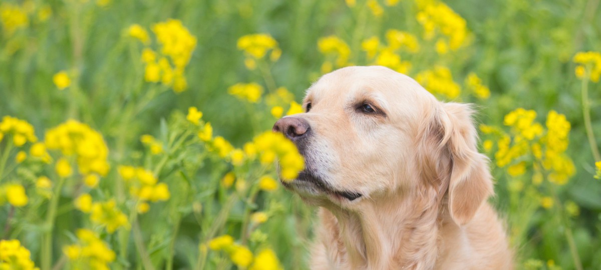 犬が死ぬ可能性も？超危険な『野草』10選