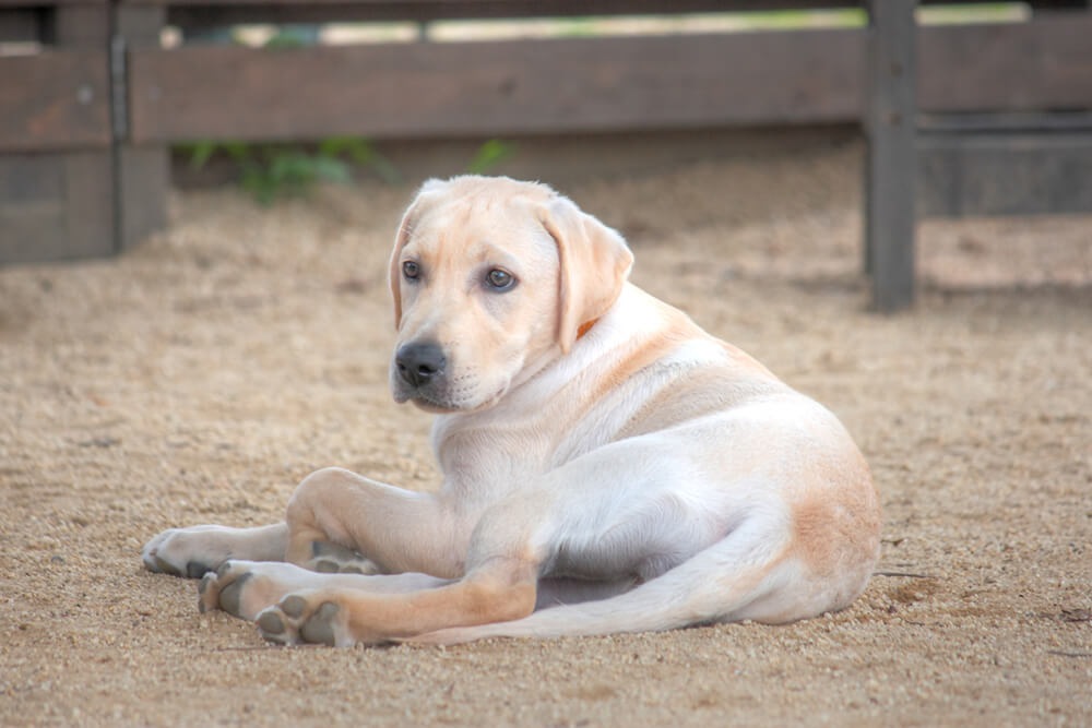 過酷な環境で生きた犬。飼育放棄されたお隣のラブラドール。