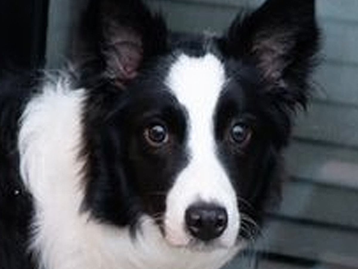 温泉旅行中、子どもたちの喧嘩が勃発→空気を察した犬が…あまりにも賢い『まさかの行動』が158万表示「また始まったでって顔ｗ」「偉い」の声