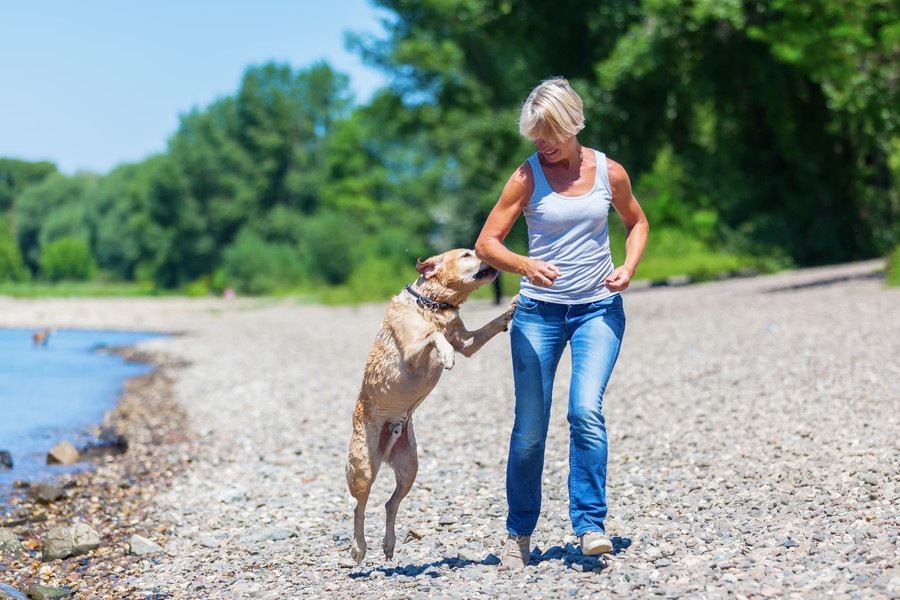 犬が飛び跳ねるときの心理とやめさせるしつけ方