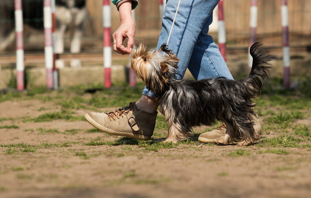 【獣医師監修】ヨークシャーテリアのしつけは難しい？いつから始める？トイレ・無駄吠え・噛みへの対処法を解説