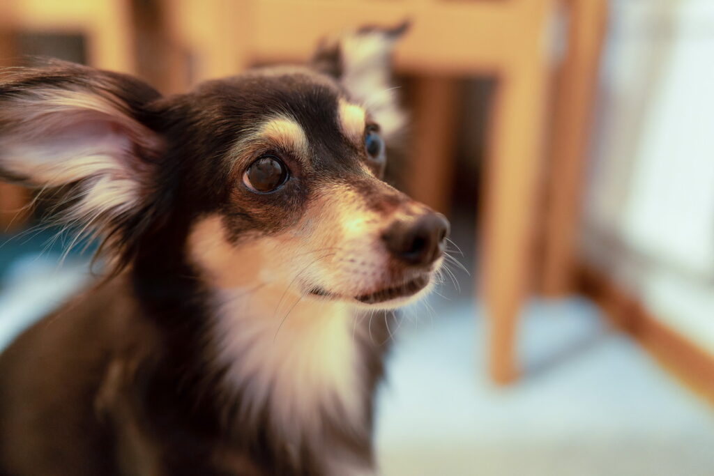 チワックスの性格や寿命、大きさは？飼い方の基本を徹底解説