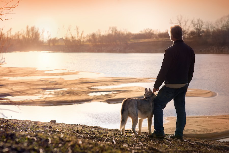 環境汚染物質が人間と犬の両方の男性生殖能力に悪影響という研究結果