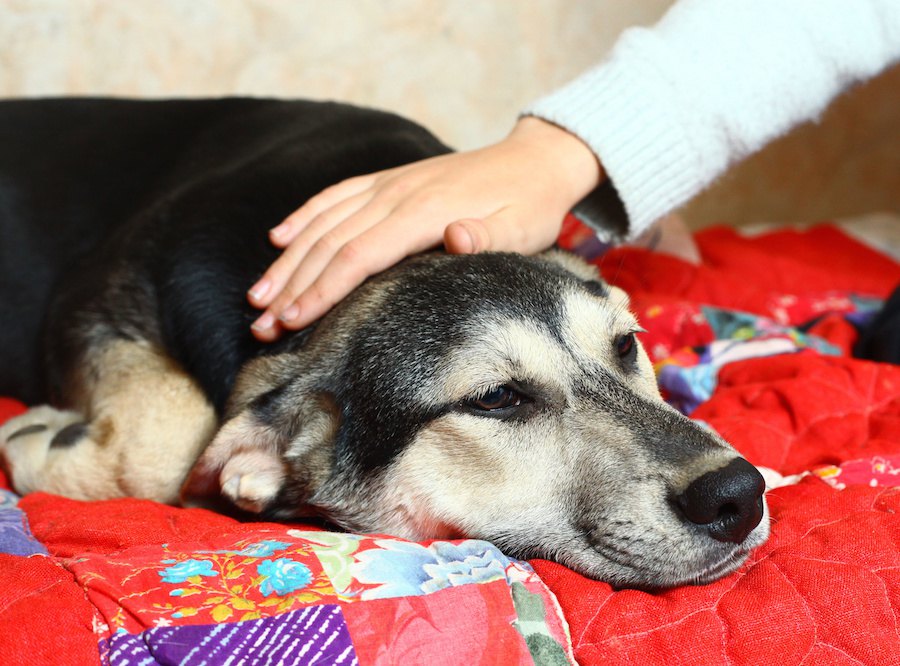 急な発作を伴う犬のてんかんについて