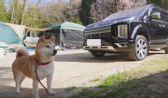 キャンプは柴犬も楽しめる！アウトドアを満喫するワンちゃん