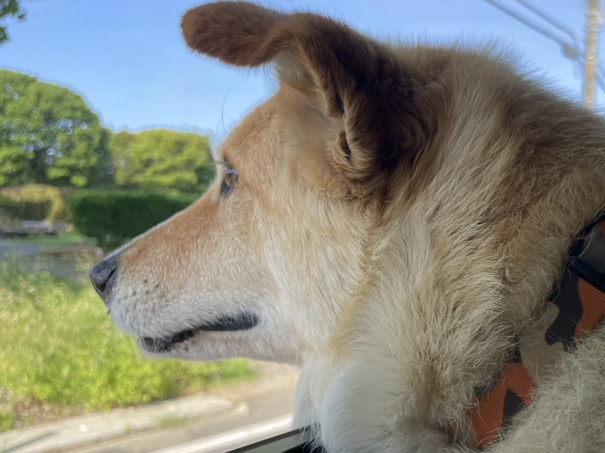 車で犬とドライブ中、自転車の男子中学生に『うわ！！』と叫ばれ…予想とは違った『まさかの感想』に16万いいね集まる「叫ぶのも分かるｗ」の声