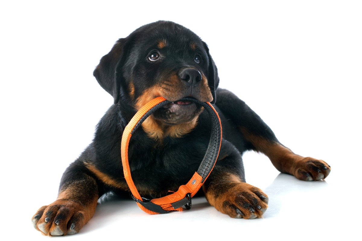 『首輪を嫌がる』子犬に首輪を装着する際の大事なポイントとは