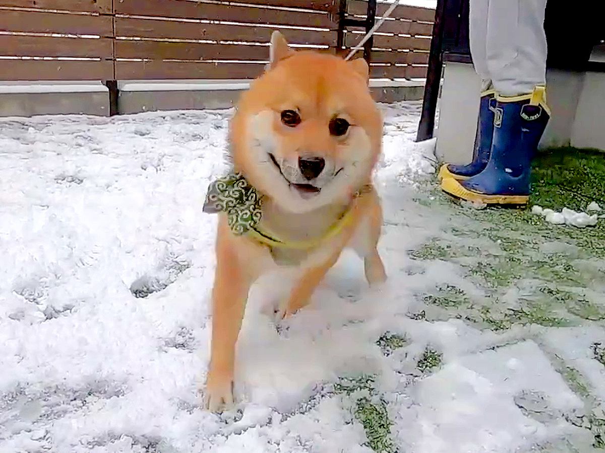 雪が降った日、生まれて初めて雪を見た犬が…予想を超える『大はしゃぎっぷり』が6万再生「走り方ツボｗ」「まさに犬は喜び庭駆け回り」と絶賛