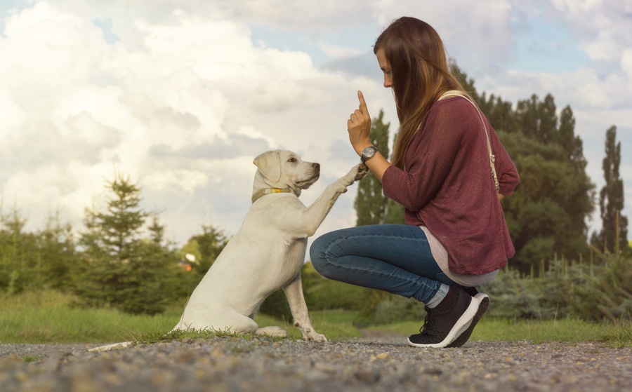 犬がしつけを忘れてしまう3つの原因とやりたい対策