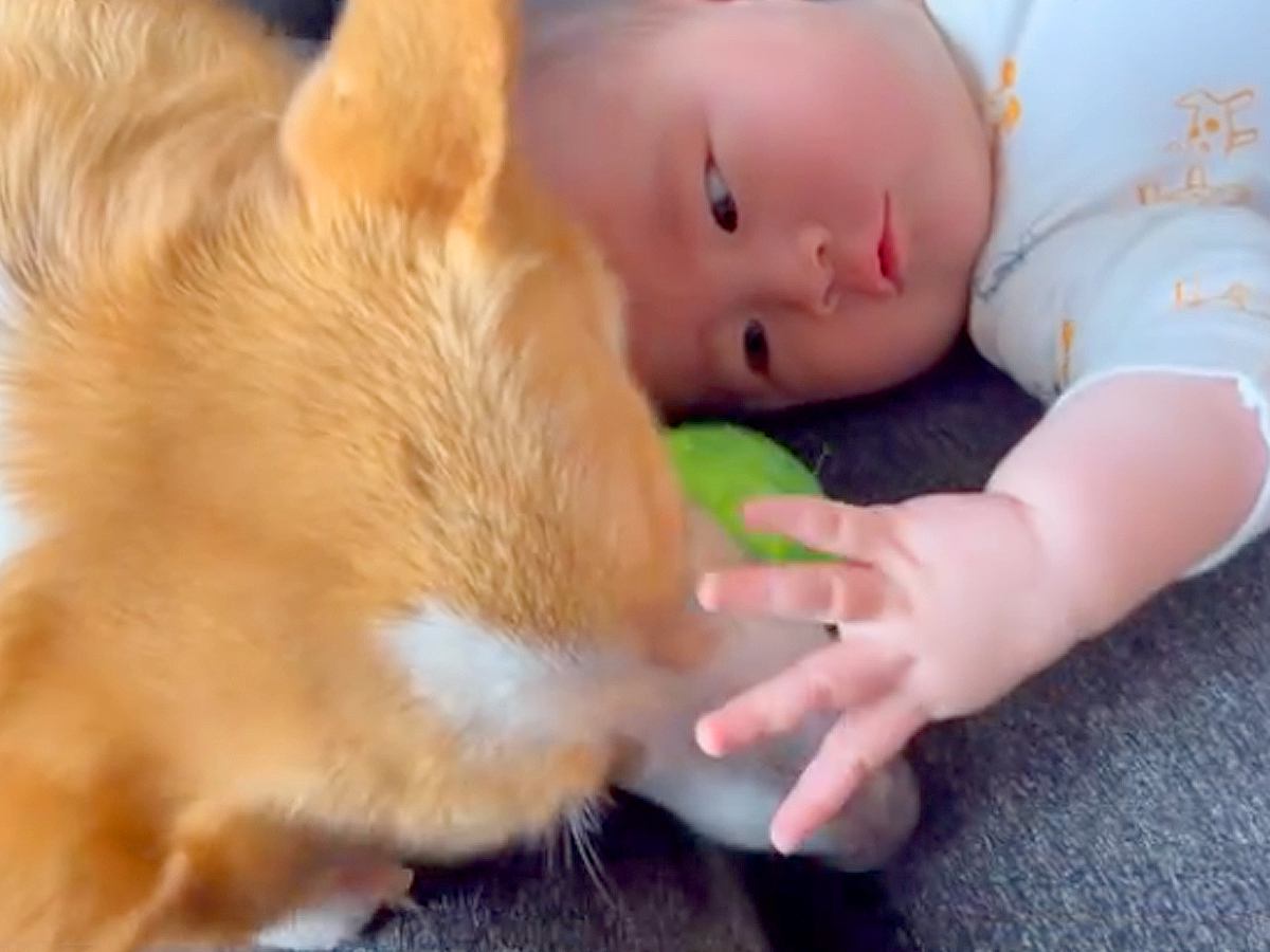 赤ちゃんが『生まれたときから犬と育った』結果→ずっと一緒にいて…尊すぎる『２年間の記録』が話題「守ってる感が出てる」「癒やされた」