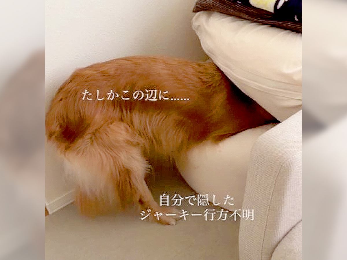 犬がおやつを隠した場所を忘れた結果…まさかの言い分が74万再生を突破「本当に会話してる」「冤罪生まれてて笑った」爆笑の嵐